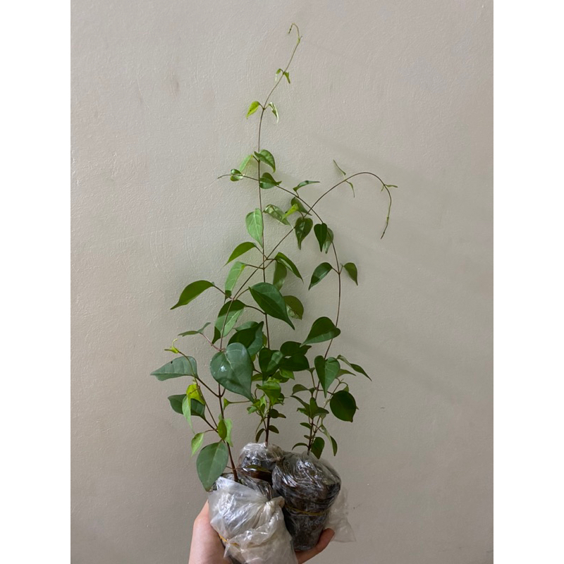 Com bo 3 cây giống lá  giang chuẩn