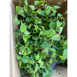 Com bo 3 cây giống lá  giang chuẩn