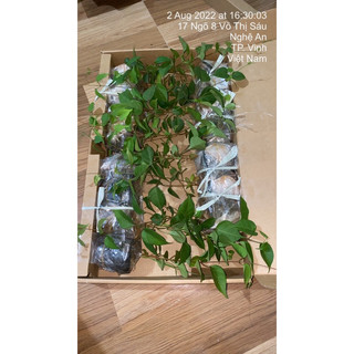 Com bo 3 cây giống lá  giang chuẩn
