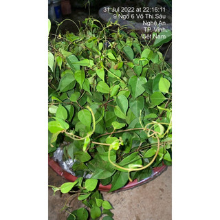 Com bo 3 cây giống lá  giang chuẩn