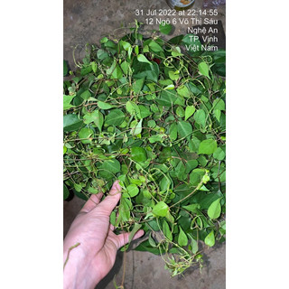 Com bo 3 cây giống lá  giang chuẩn