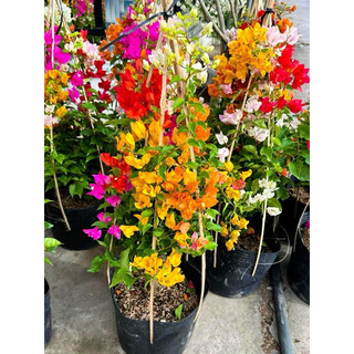 NGŨ SẮC THÁI 70cm ( GHÉP HOM VÀNG CAM ĐỎ HỒNG PHỚT)