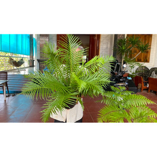 DƯƠNG XỈ HẠNH PHÚC ( Dương Xỉ Khổng Tước)