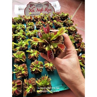 Cây bắt mồi bẫy kẹp venus flytrap kèm hộp đựng đảm bảo