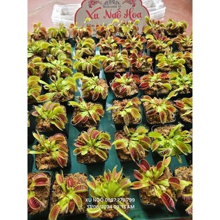 Cây bắt mồi bẫy kẹp venus flytrap kèm hộp đựng đảm bảo