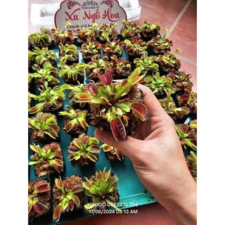 Cây bắt mồi bẫy kẹp venus flytrap kèm hộp đựng đảm bảo
