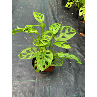 chậu mềm adansonii (trầu bà lá lỗ )