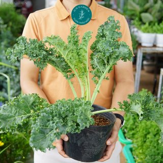 Cây cải xoăn kale jun garden size lớn
