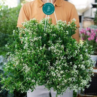 Chậu Hoa Hương Tuyết Cầu Trắng loại Thân Gỗ Jun Garden
