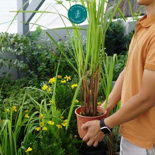 Cây giống sả java, sả chanh thái jun garden