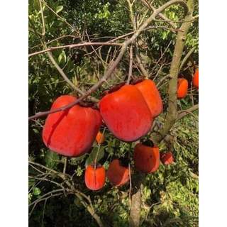 Cây giống Hồng đỏ