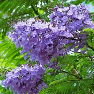 Cây hoa phượng tím