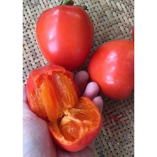 cây giống Hồng đỏ ( Hồng nhân hậu )