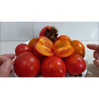 cây giống Hồng đỏ ( Hồng nhân hậu )