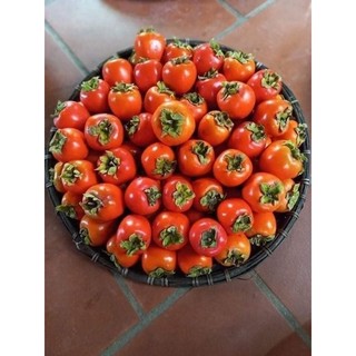 cây giống Hồng đỏ ( Hồng nhân hậu )