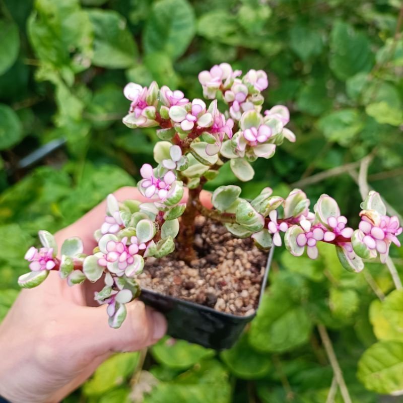 Sen đô la mini 1 nhánh - Green Life