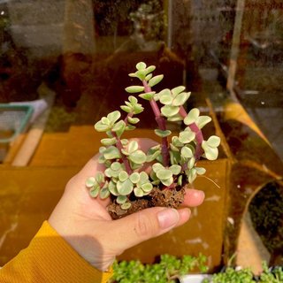 Sen đô la mini 1 nhánh - Green Life