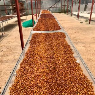 Trà Cascara từ vỏ quả cà phê Arabica