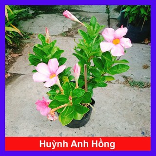 Cây Huỳnh Anh cây giống mới sắc hoa hồng dịu dàng