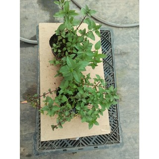 Cây bạc hà chocolate mint - Cây gia vị (Ảnh thật)