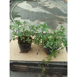 Cây bạc hà chocolate mint - Cây gia vị (Ảnh thật)
