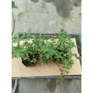 Cây bạc hà chocolate mint - Cây gia vị (Ảnh thật)