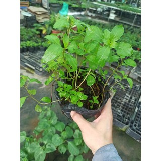 Cây Bạc hà peppermint (bạc hà tiêu)