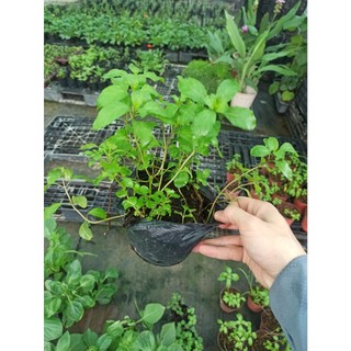 Cây Bạc hà peppermint (bạc hà tiêu)