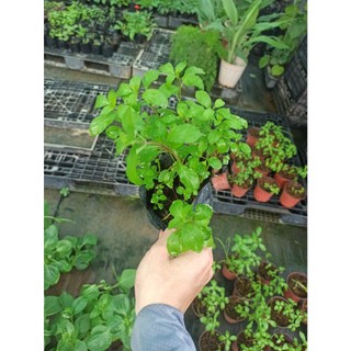 Cây Bạc hà peppermint (bạc hà tiêu)