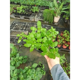 Cây Bạc hà peppermint (bạc hà tiêu)
