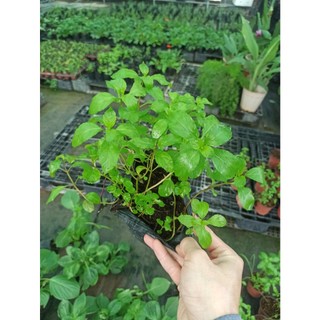 Cây Bạc hà peppermint