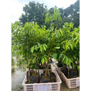 Combo 2 cây giống kỳ hải nam