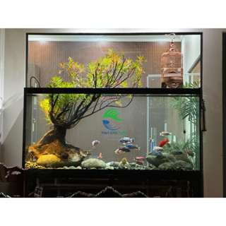  cây mị nương bán cạn thủy sinh 3 TẶNG 1  khách được lựa cây   