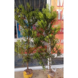 Tùng la Hán - vạn niên tùng