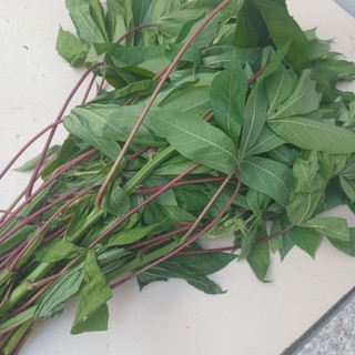 Lá xắn lá mì tươi 1kg