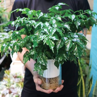 Chậu cây hạnh phúc trồng nước, hạnh phúc thuỷ sinh xum xuê, dễ trồng