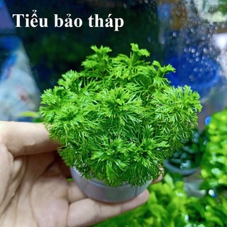 Cây thủy sinh tiểu bảo tháp 1 bó tầm 10 15 ngọn