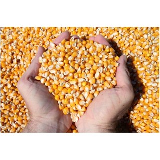 Bắp hạt Mỹ túi zip 200gr (chia lẻ từ bao 23kg)