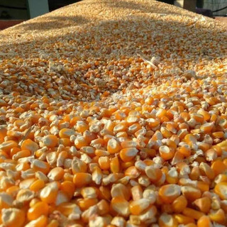 Bắp hạt Mỹ túi zip 200gr (chia lẻ từ bao 23kg)