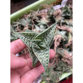 Cây sen đá aloe nha đam tam giác không gai size 5-6cm_🌱hàng sẵn vườn boybongarden