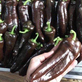 Hạt giống ớt ngọt sôcôla gói 30 hạt