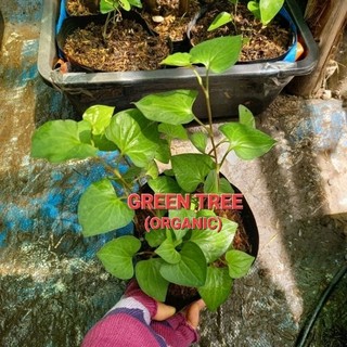 Cây giống rau diếp cá(dấp cá)