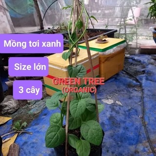 Cây giống mồng tơi xanh, đỏ