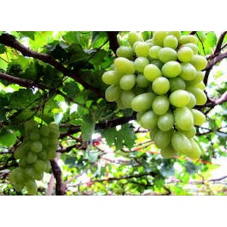 (VHST giao TP.HCM trong ngày) Cây NHO XANH MỸ, thân khỏe đẹp.