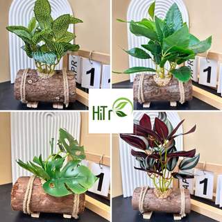  Cây Giả Kèm Chậu Để Bàn Chậu Cây Gỗ Ngang Decor Cây Giả Trang Trí Nhà Cửa HiTree 