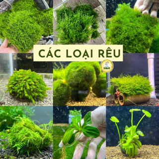 Rêu trang trí hồ thuỷ sinh, hồ tép cảnh dễ chăm sóc không cần CO2, hấp thụ NO3, làm mát nước