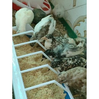 500gr thức ăn bột cho gà rutin.