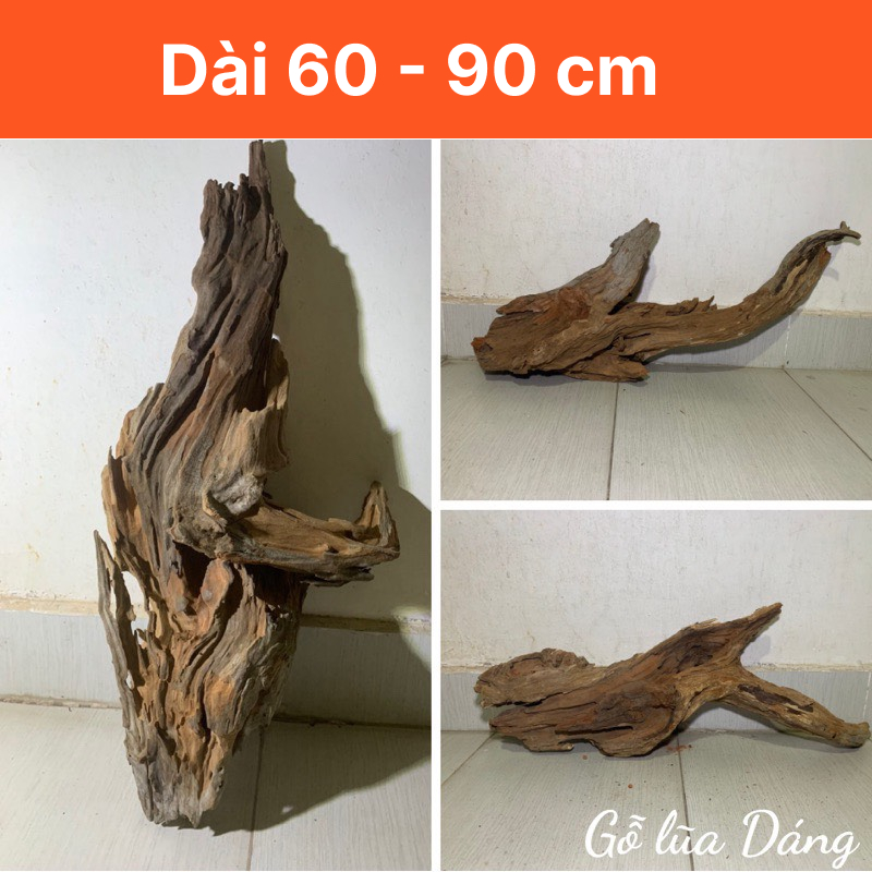 [60 - 90cm] Gỗ lũa thủy sinh, gỗ lũa hồ cá, lũa non bộ kích thước lớn, siêu đẹp
