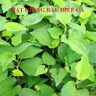 Hạt giống rau diếp cá - 1 gói 50 hạt