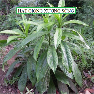 Hạt giống Rau xương sông - 200 hạt/gói